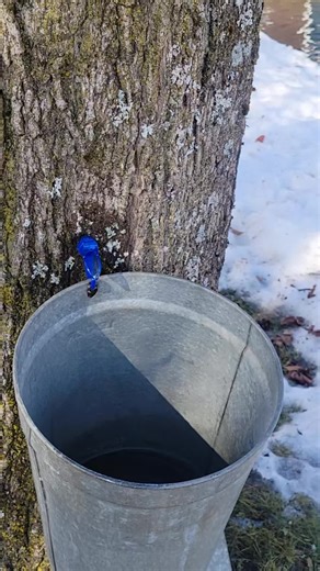 Sights and sounds of early Springtime at the maple farm. 💧🦆🍁 #mapleseason #maplefarm