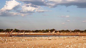 Animals, Giraffes, Wildlife