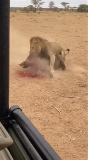 Lion vs Wild Boar | Brutal Close Combat Caught on Phone Camera
