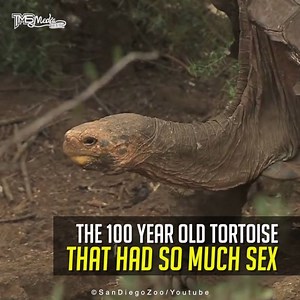 165K views · 864 reactions | 100-year-old sex-crazy turtle saved his species from extinction. | TMS Media | Facebook