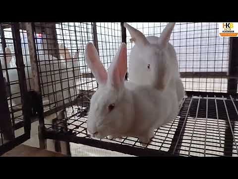 Mating Rabbits. Assisted is a successful Breeding.