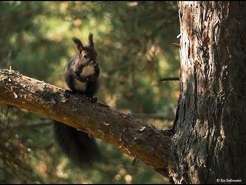 Panasonic Lumix Fz300 Wildlife Photos