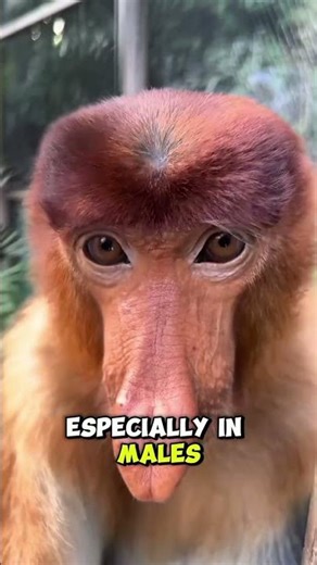 The Monkey With the Giant Nose | Proboscis Monkey Facts! #monkey #animals