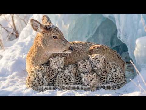 Deer Raised 4 Snow Leopard Cubs. Years Later, Their Reunion Is Unbelievable | Animal Rescue Story