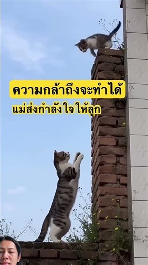 Mom is a great role model for her child. #cat #youtubeshorts #voiceeffects #animals #funny #pets ...