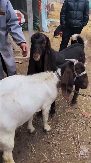 They are allowed to go for walks every day 66