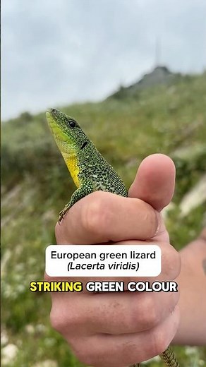 Jewel of the Ionian: The European Green Lizard of Corfu 🦎💎