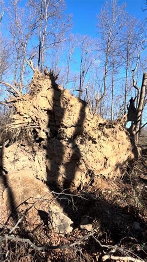 Large Giant Uprooted Tree Roots 11/29/25