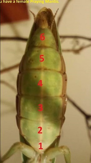 how to identify praying Mantis, Male or Female