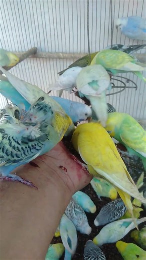 Sweet Little Sounds of Snack Joy