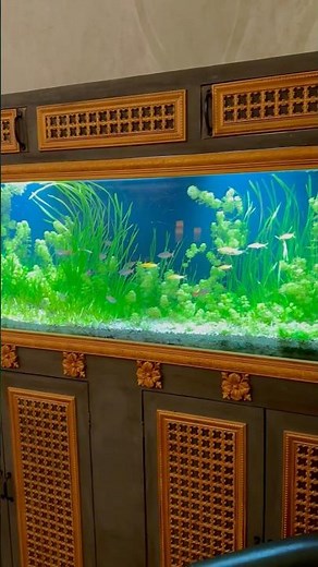 Beautiful 170 Gallon Planted Aquarium!