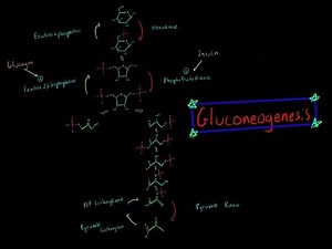 Gluconeogenesis (EVERYTHING YOU NEED TO KNOW BIOCHEMISTRY MCAT)