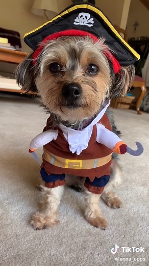 Captain Jack Costume - Cute Dog Transformation