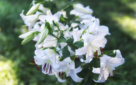 15 Gorgeous Flowers That Symbolize Forgiveness