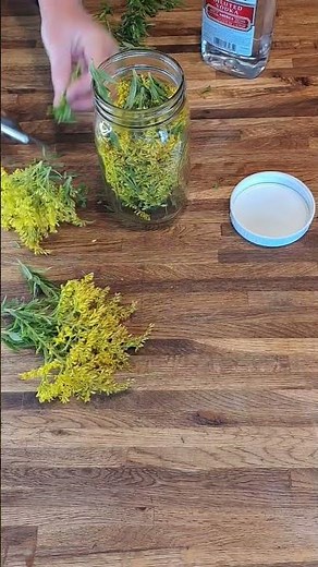 Learn how easy it is to make your own goldenrod tincture #goldenrod #herbalmedicine