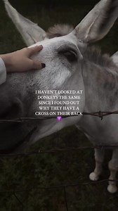 15K views · 785 reactions | The donkey was the animal that carried...