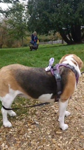 Is there a better weekly class for reactivity? In Nosework classes, we teach dogs to find 'drugs', locate lost items, and find missing people. Not only is that cool as hell, but the life benefits are immense. Ted's a dog that proves that. He's dog reactive, and today, he joined a different class to hang out with Lexi the beagle. We did area searches, where we hid multiple scented pots (the scent is Clove if you're curious) and asked them to scour the area. Each search they did, Lexi moved closer