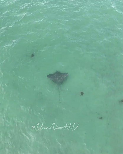 Swimmers Get a SURPRISE Visit from a Spotted Eagle Ray!