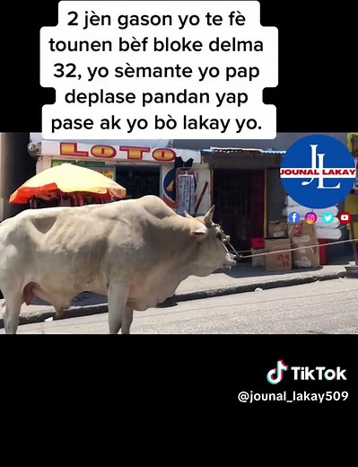 2 jèn gason yo te fè tounen bèf bloke delma 32, yo sèmante yo pap deplase pandan yap pase ak yo bò lakay yo.#samsonpromo509 #tiktokhaitienne🇭🇹🇭🇹 #viral #haitien #jhandouze #kerkette #gregpromo #eloboy #hitmagazine #vodouhaiti #vodouhaiti🇭🇹 #toutimaj509 #mistik #vodouayisyen #levanjilsantibon #levanjilhaitien #komedi