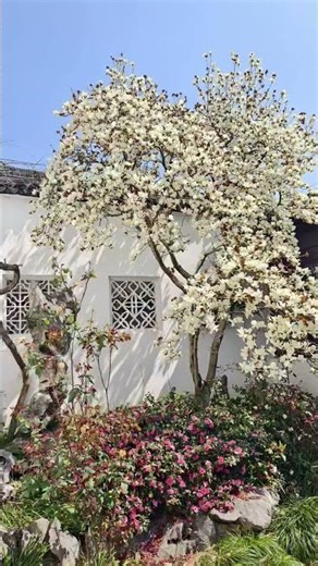 The magnolia tree in spring is a living Chinese ink painting.