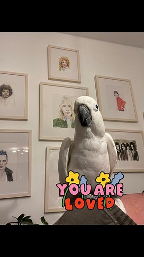 Funny Cockatoo Molly’s Mischievous Holiday Antics