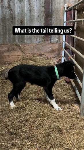 You’ll often see this posture misread as fear. Tail tucked low, held close to the belly. In Border Collies, that is very often something else entirely. When a Collie is stalking, observing, or anticipating something, a low tail is usually a sign of full focus. Brain switched on. Information being processed. What you’re seeing here isn’t fear. It’s excitement, readiness, and anticipation. These dogs are moving through important emotions, but they are controlled emotions. The kind that precede act