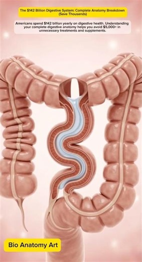 The $142 Billion Digestive System: Complete Anatomy Breakdown (Save Thousands)