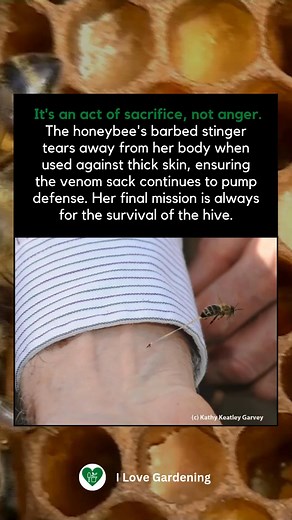 The honeybee’s sting is an act of sacrifice, not anger. When her stinger is used, it tears away from her body, ensuring the venom continues to protect her hive. Her final act is always for the survival of the colony. A true hero of nature! 🐝💛 | I love Gardening