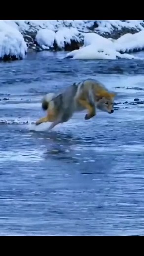 362K views · 3K reactions | #fox 力 hunt a #fish  #fuchs #renard #zorro #ثعلب #الثعلب #الثعالب #aminebelhouari | My Petsie | Facebook