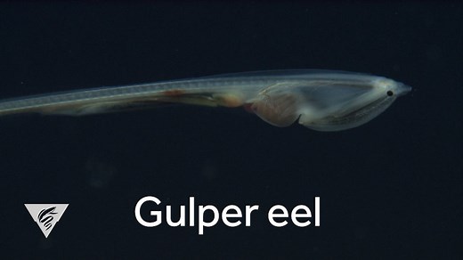 The gulper eel’s adaptations make it a very successful deep-sea predator—their oversized jaws and stomach allow them to capture prey, swallowing it whole. The gulper eel is a deep-sea fish that lives throughout the world’s ocean from a few hundred meters to over 2,000 meters (over 6,500 feet) in the deep midwater. Using MBARI's remotely operated vehicles (ROVs), we've seen gulper eels fewer than twenty times in 30 years of exploration in the deep midwater. Despite its rare appearance, this quint