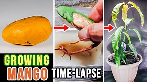 66 days in 2 minutes: Mango seed to seedling time-lapse journey