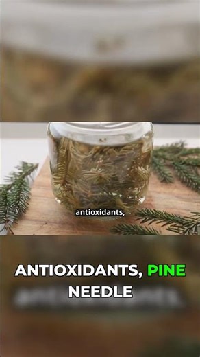 Boost Your Immune System with Pine Needle Tea!
