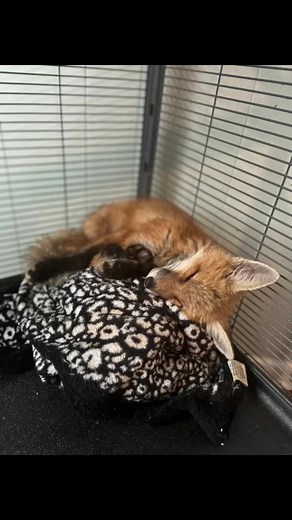 Today was the day! The Deer Park fox kits - mangey siblings that came to us in April and May after being trapped by a homeowner - were released! This is, by far, the most gratifying part of rehabbing. Stay safe and we'll and wild, babies - you made it! And special thanks to Renee Maher and Kerry Zeiger for providing a gorgeous, safe release spot! #redfox #wildliferehab | WEST Wildlife Rehab