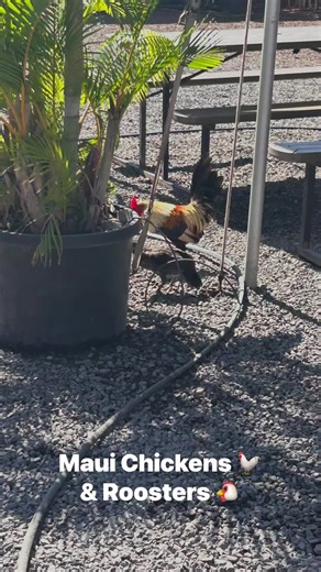 Everywhere you go in Maui… the chickens go too 🐔🌺😂 From the moment you step out of the car to grabbing breakfast, walking the beach, or just trying to mind your own business—there’s always a rooster strutting by like he owns the island. These little feathered locals are seriously living their best life. You’ll see moms trotting around with fluffy baby chicks, bold roosters crowing in the middle of the day (for absolutely no reason), and whole chicken families crossing the street like it’s tot
