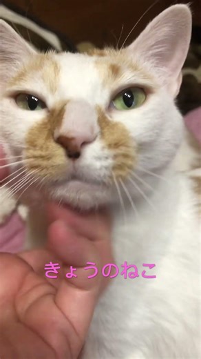 # あおがしま #青ヶ島 #青ヶ島村 #ねこ #ねこのいる生活 #ねこ動画 #ねこのいる暮らし