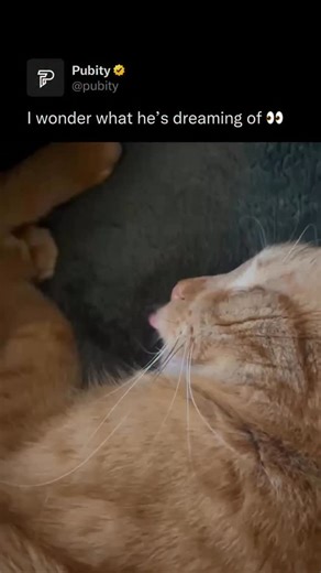 Pubity on Instagram: "🤣 A cat napping is the purest image of peace and contentment. Curled up in a patch of sunlight or draped lazily across the couch, it embodies complete relaxation. Cats sleep up to sixteen hours a day — a natural instinct that keeps them healthy, alert, and ready for play. Each soft purr and gentle stretch is a reminder to slow down and enjoy life’s quiet moments. In their calm stillness, cats teach us the true art of rest and balance. (Via ViralHog) - #cats"