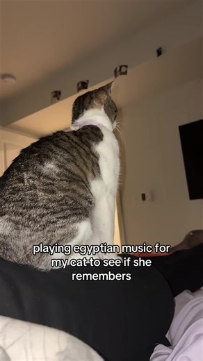 Exploring Ancient Egypt Through Music for Cats