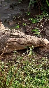 46K views · 745 reactions | Animal Planet TV on Reels | Facebook