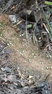 A bug's life, bug's eye view 🐜🌿🐜🌾 🤣 #RealBugsLife #AntsPerspective #LifeAtAntSize #TinyWorldBigLife #BugView #MicroAdventures #MiniVerseLife #AntsEyeView #LifeInMiniature #SmallButMighty #cttocredittotherightfulowner #cttoOfvideo #fypageシ #fypreels #fypviralシ | RuofRuof Fourfour