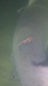 2.9K views · 22 reactions | This shark had been BEAT UP by other sharks! #fishing #sharks | Coastal WorldWide | Facebook