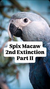 Here’s part II to the Spix Macaw Controversy  I encourage you to...