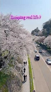 What Is Hanami, Really? | Japan🌸