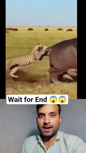 🐆 Cheetah vs Hippo: Aisa Attack Aapne Pehle Nahi Dekha Hoga! 😂 #FunnyAnimals