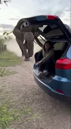I Realized Too Late! The NEVER Run from an Elephant! Do This Instead