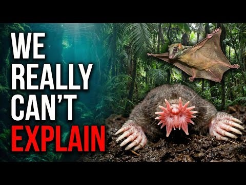 Weird Animals You Didn't Know Existed (PART 1)