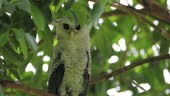 Beautiful subadult Spot-bellied eagle-owl also known as forest...