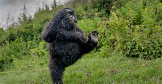 As fotografias mais engraçadas do mundo animal em 2025; confira imagens