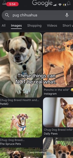 Chihuahua Pug Mix: The Most Adorable Companion