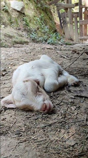 Baby Goat Sleeping So Sweetly 🐐💤 #cutefarmanimal #animals #beautifullgoats #cute