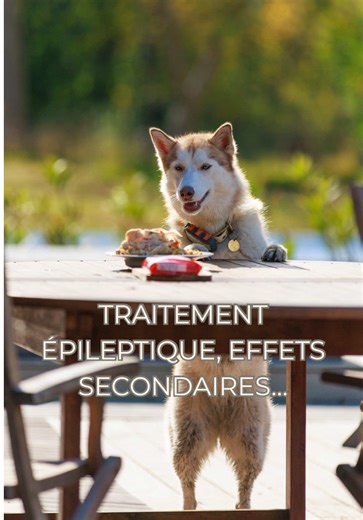 Éducation canine : Comprendre les régressions de Tsuki